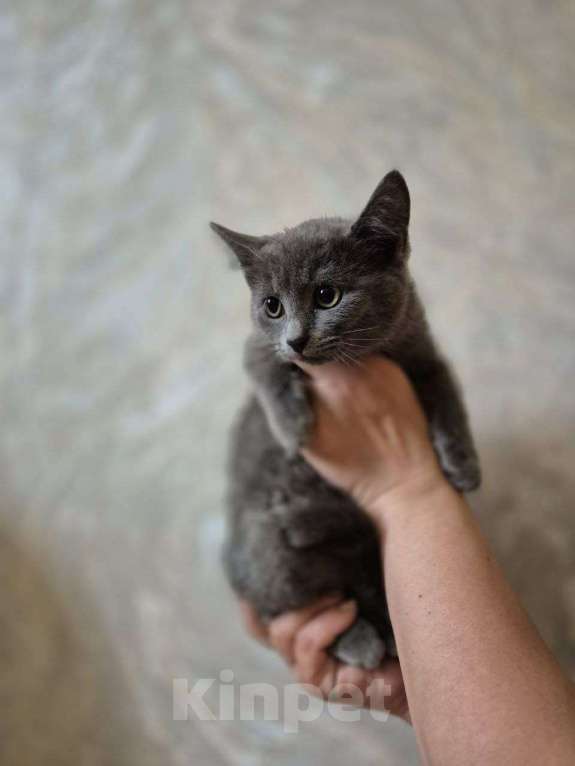 Кошки в Москве: Малыш Сандлер 3 месяца  в добрые руки  Мальчик, Бесплатно - фото 4
