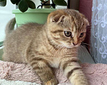 Кошки в Рыбинске: Шотландские котята Мальчик, 15 000 руб. - фото 6
