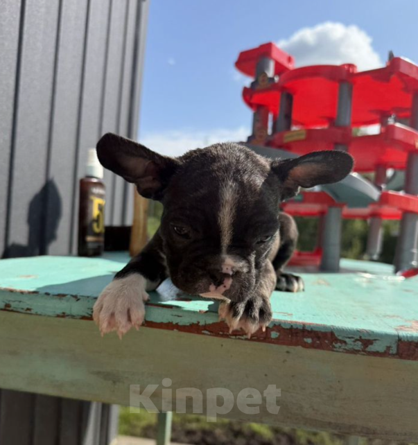 Собаки в Санкт-Петербурге: Французские бульдоги Мальчик, 30 000 руб. - фото 2