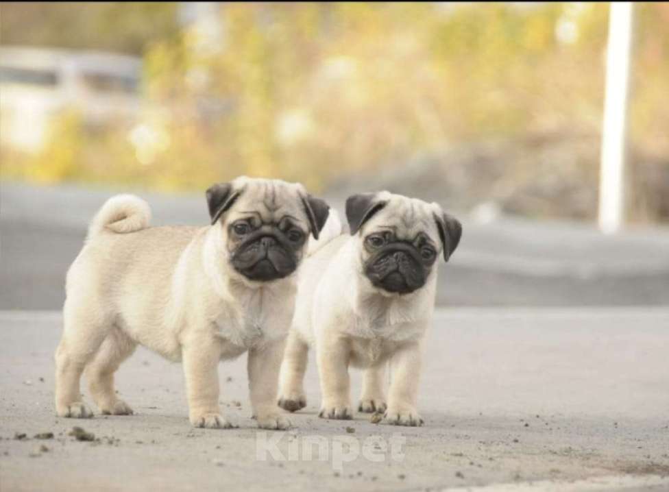 Собаки в Волгограде: Щенок мальчик  мопсик  Мальчик, Бесплатно - фото 2