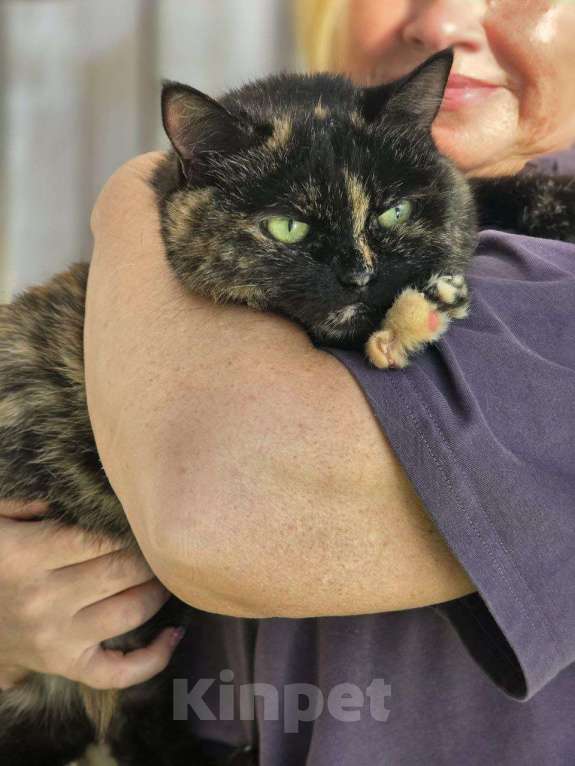 Кошки в Москве: Стелла – кошка, которая не потеряла веру в людей! Девочка, Бесплатно - фото 2