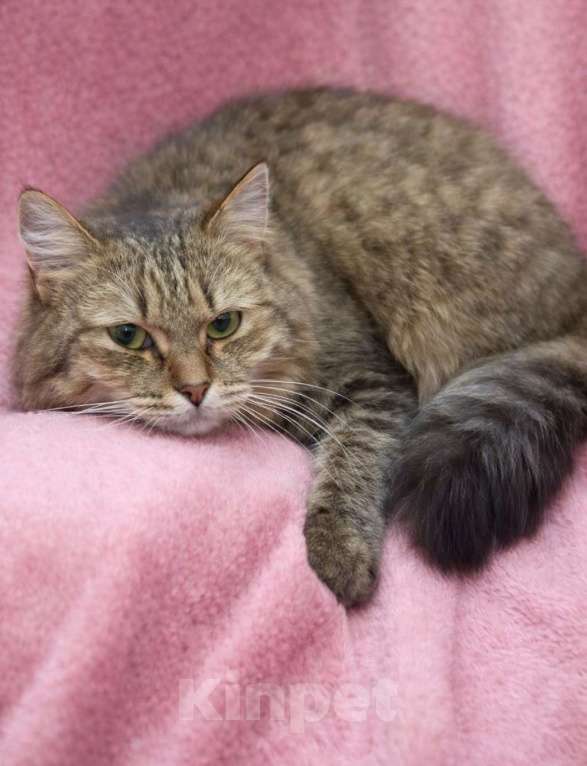 Кошки в Москве: Кошечка Белка ищет дом Девочка, Бесплатно - фото 4