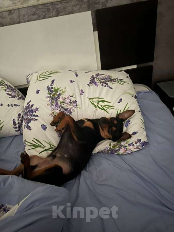 Собаки в Химках: Отдам бесплатно Мальчик, Бесплатно - фото 1