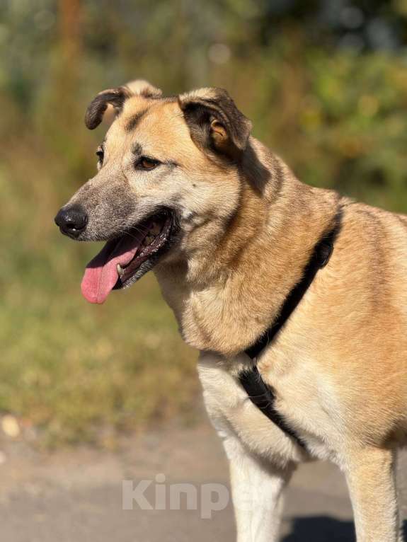 Собаки в Москве: Дейзи  Девочка, Бесплатно - фото 10