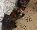 Кошки в Нижнем Тагиле: Котята бесплатно Мальчик, Бесплатно - фото 4