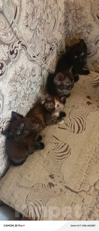 Кошки в Нижнем Тагиле: Котята бесплатно Мальчик, Бесплатно - фото 4
