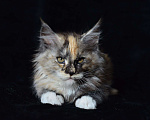 Кошки в Котельнике: Мейн-кун котёнок Девочка, 27 000 руб. - фото 2
