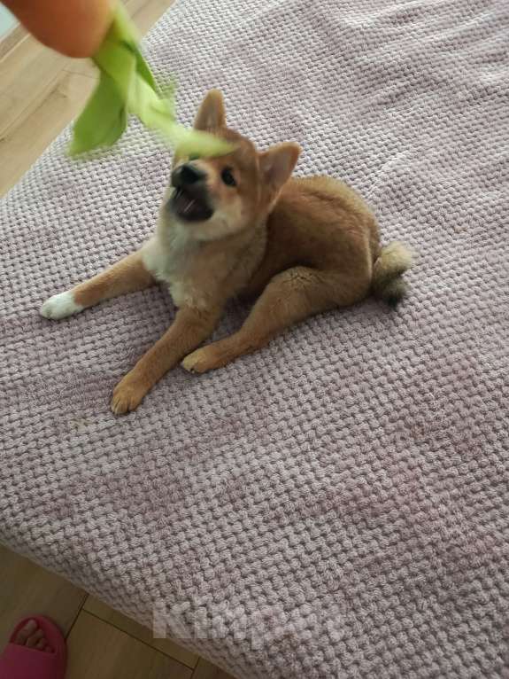 Собаки в Севастополе: Щенок девчуля Сиба сезам от чемпионов Девочка, Бесплатно - фото 4