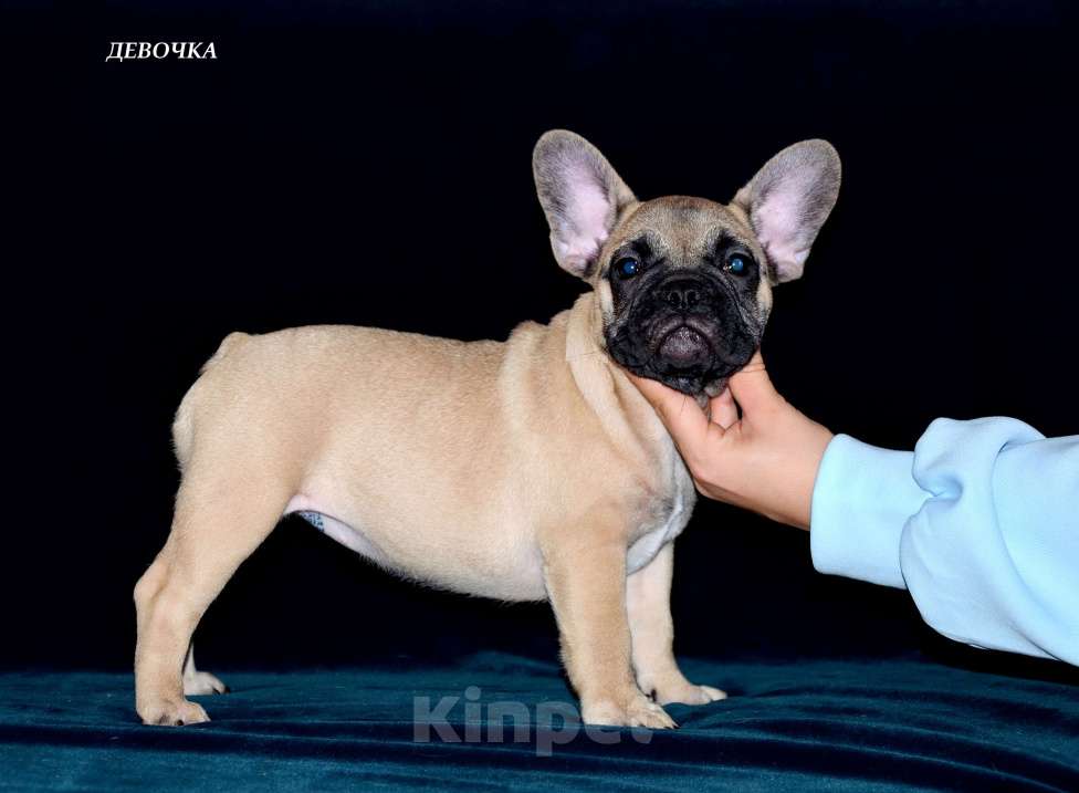 Собаки в Екатеринбурге: Фоанцузики. Ушастое Счастье  Девочка, Бесплатно - фото 9