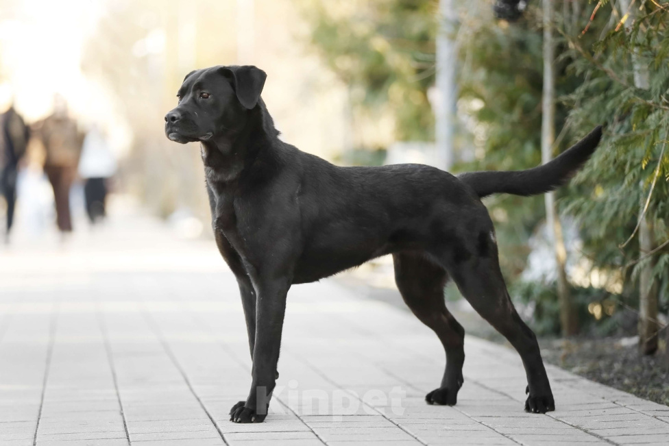 Собаки в Балашихе: Герда девочка 1.3 г Девочка, Бесплатно - фото 1