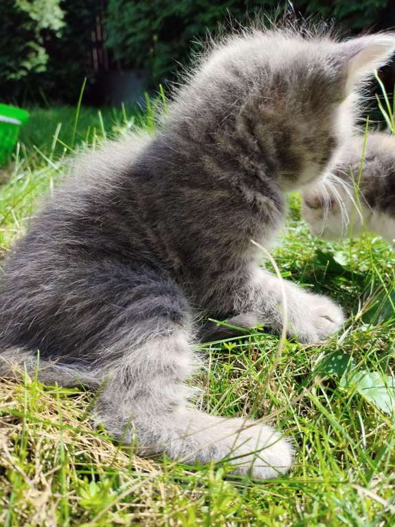 Кошки в Ярославле: Асти Мальчик, 50 руб. - фото 2