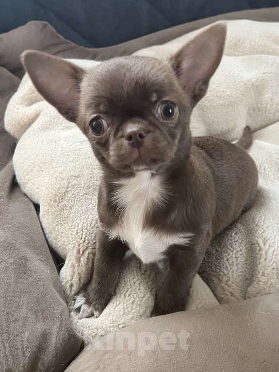 Собаки в Санкт-Петербурге: Щенок чихуахуа, сука Девочка, 60 000 руб. - фото 6