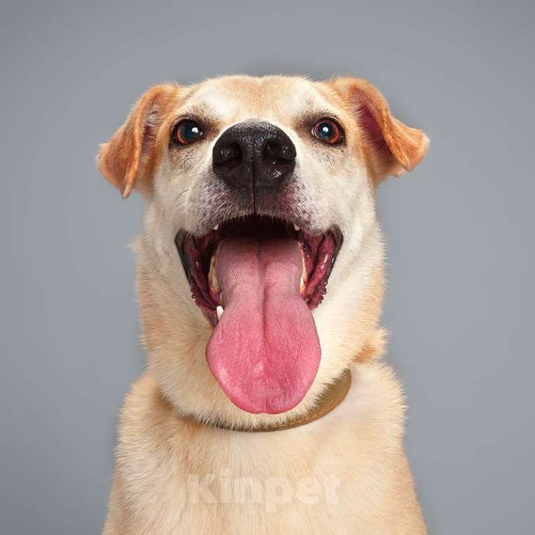 Собаки в Москве: Каспер Мальчик, Бесплатно - фото 3