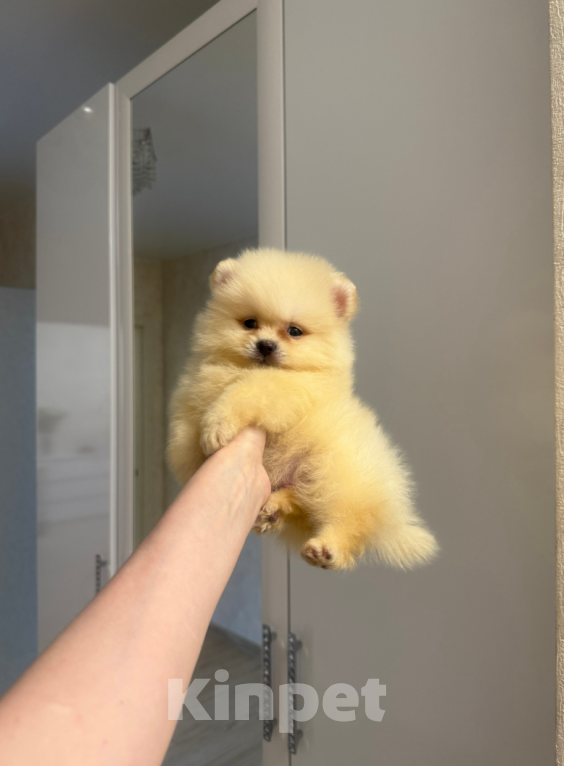 Собаки в Москве: Мальчик крем Мальчик, 25 000 руб. - фото 1