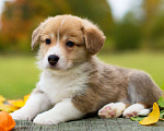 Собаки в Петергофе: Щенок Вельш-корги-пемброк  Мальчик, 70 000 руб. - фото 1