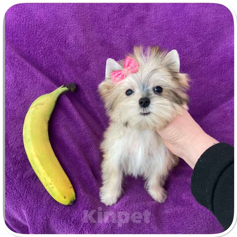 Собаки в Москве: Голддаст йорк золотая девочка мини Девочка, 85 000 руб. - фото 7