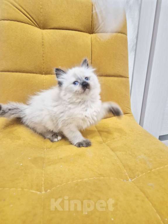 Кошки в Москве: Милейшая девочка Рэгдолл Девочка, 70 000 руб. - фото 5