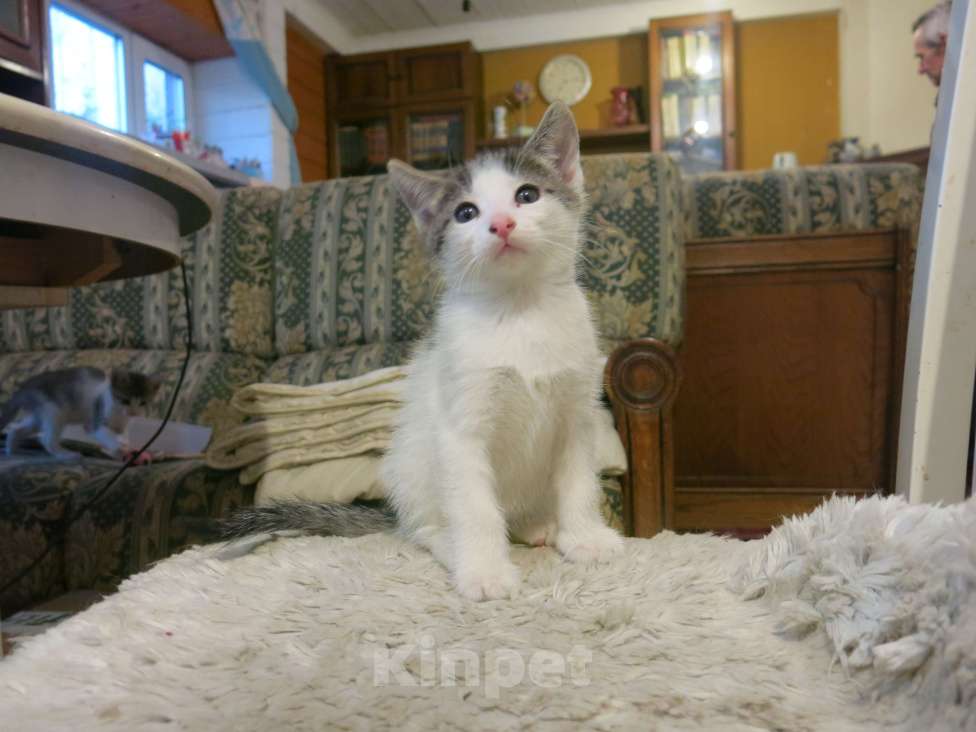 Кошки в Можайске: Котята в добрые руки бесплатно Мальчик, 1 руб. - фото 2