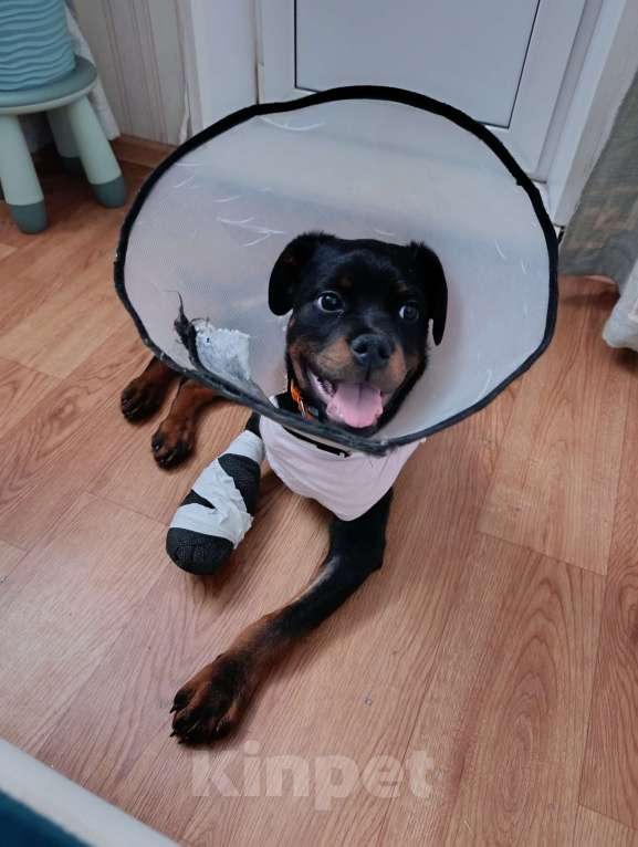 Собаки в других городах Московской области: Отдаю в любящие и заботливые руки Мальчик, Бесплатно - фото 4