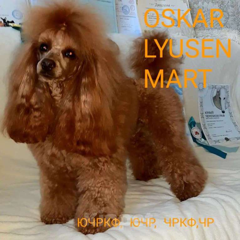 Собаки в Ковровом: Средний/миниатюрный пудель д. РКФ Девочка, 100 000 руб. - фото 5