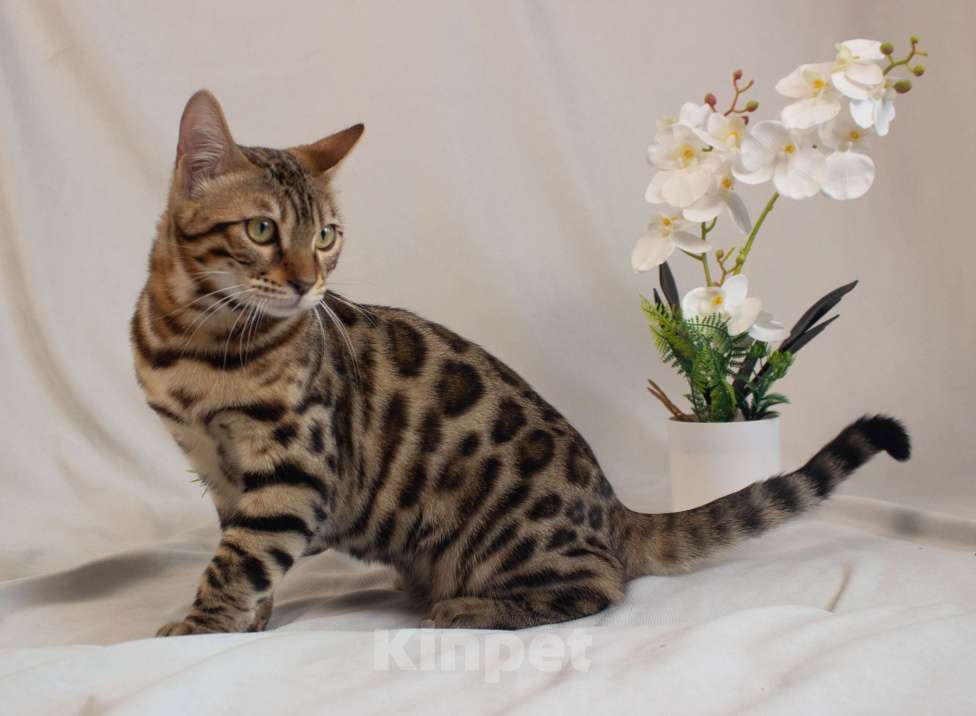 Кошки в Санкт-Петербурге: Бенгальский котенок Мальчик, 30 000 руб. - фото 1