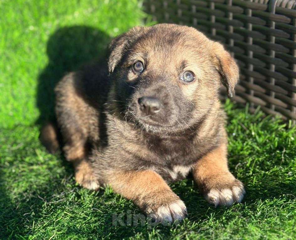 Собаки в Москве: Чудесный малыш щенок Тедди в добрые руки Мальчик, Бесплатно - фото 3