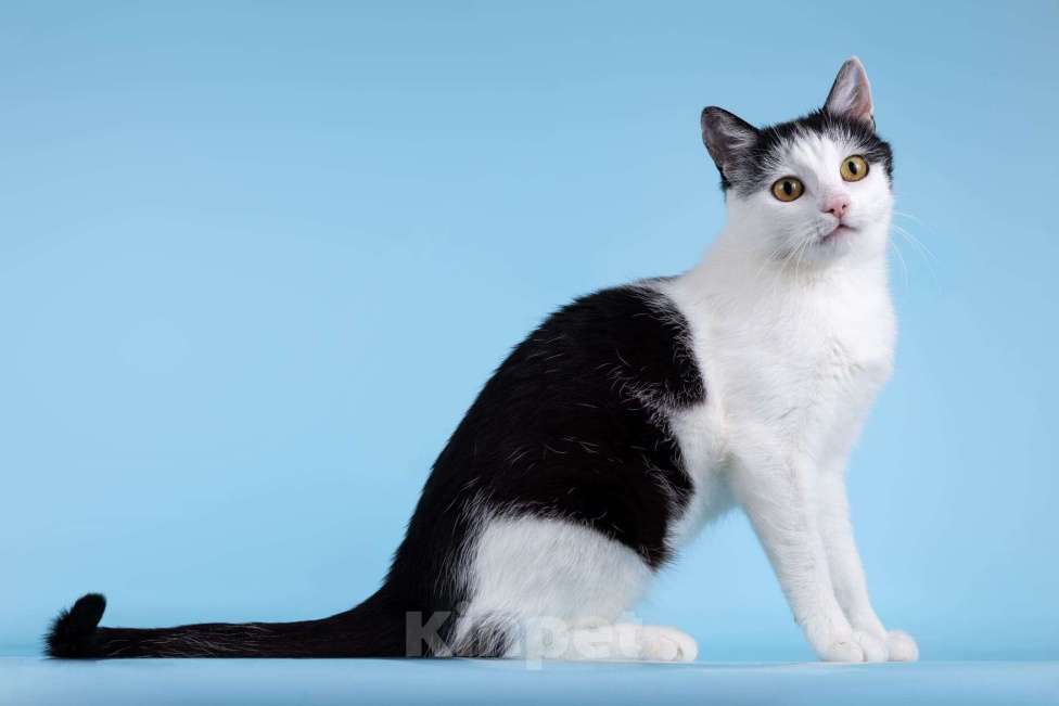 Кошки в Москве: Очаровательная кошечка Лягушонка ищет дом. Девочка, Бесплатно - фото 4