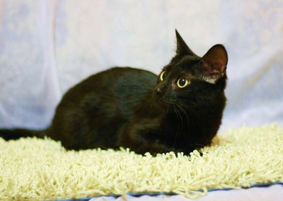 Кошки в Москве: Котенок-инвалид Багира, стройняшка в черной шубке в добрые руки Девочка, Бесплатно - фото 6