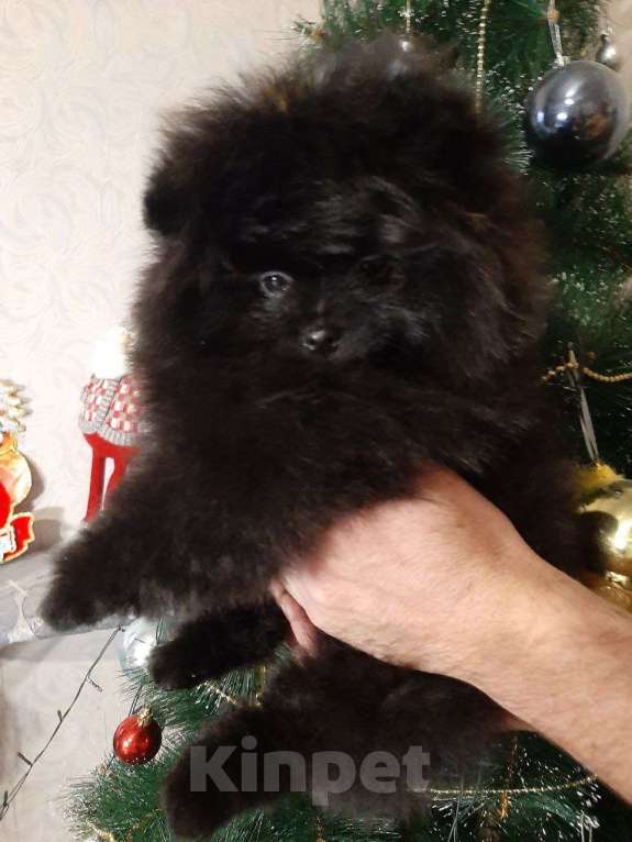 Собаки в Самаре: Шпиц Мальчик, 80 000 руб. - фото 2