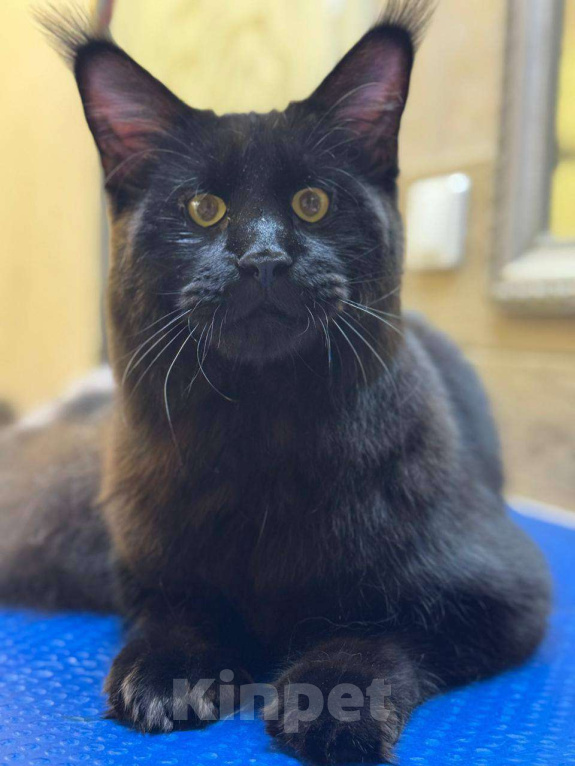 Кошки в Санкт-Петербурге: Вязка Мальчик, Бесплатно - фото 3