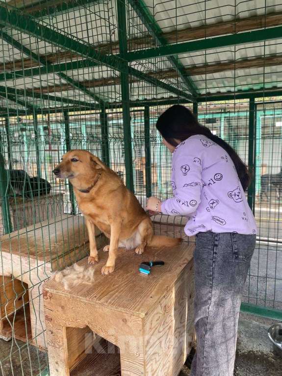 Собаки в других городах Краснодарского края: Молли из приюта Поводог Сочи (отправим в любой город) Девочка, Бесплатно - фото 3