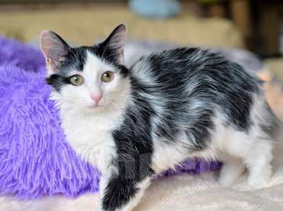 Кошки в Москве: Сильвер Мальчик, Бесплатно - фото 2