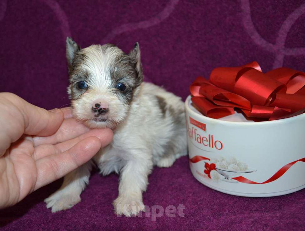 Собаки в Москве: Щенок-девочка цветного йорка голубоглазая  Девочка, 70 000 руб. - фото 3