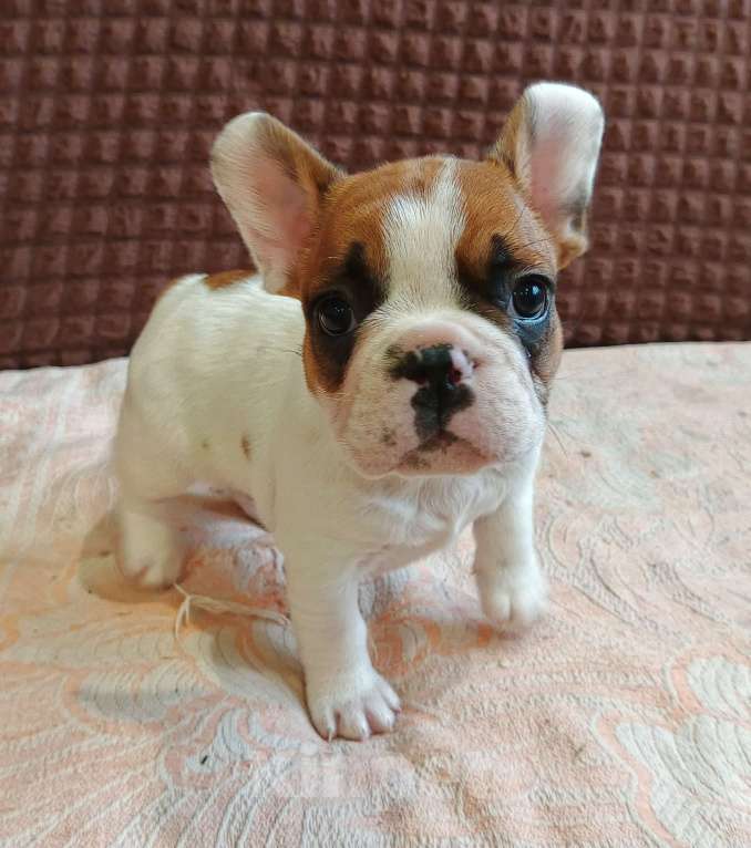 Собаки в других городах Ростовской области: Малыш Мальчик, 20 000 руб. - фото 2