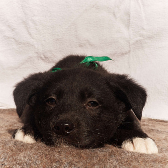 Щенок 1,5-2 месяца Барни в добрые руки