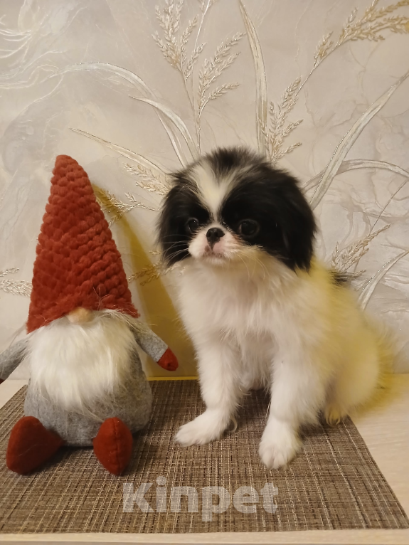 Собаки в Москве: Щенок японского хина Мальчик, 30 000 руб. - фото 2