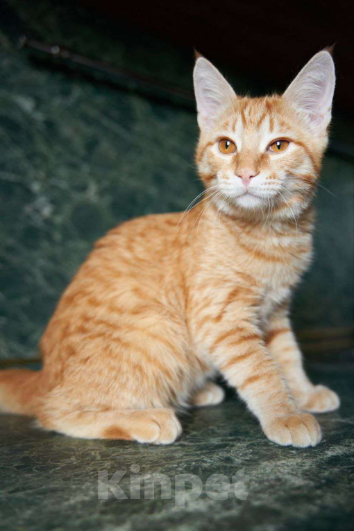 Кошки в Москве: Котенок в добрые руки Мальчик, Бесплатно - фото 5