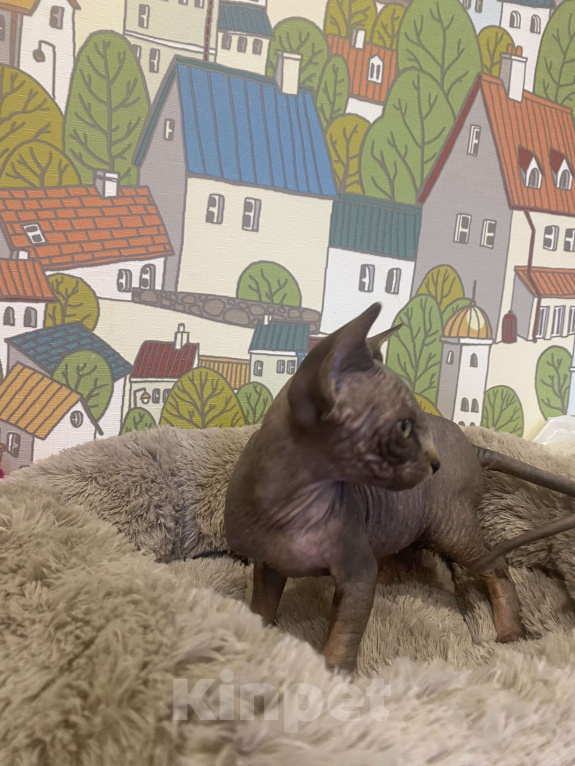 Кошки в Москве: Харизматичный канадец Мальчик, 50 000 руб. - фото 3