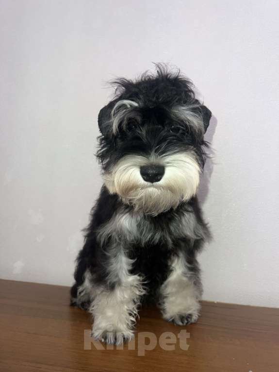 Собаки в Ставрополе: Цвергшнауцер  Девочка, 35 000 руб. - фото 3