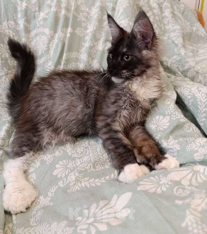 Кошки в Санкт-Петербурге: Котик черный дым с белым полидакт Мальчик, 45 000 руб. - фото 3