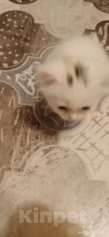 Кошки в Волгограде: Кошечка белая с черно-рыжей челкой Девочка, Бесплатно - фото 3