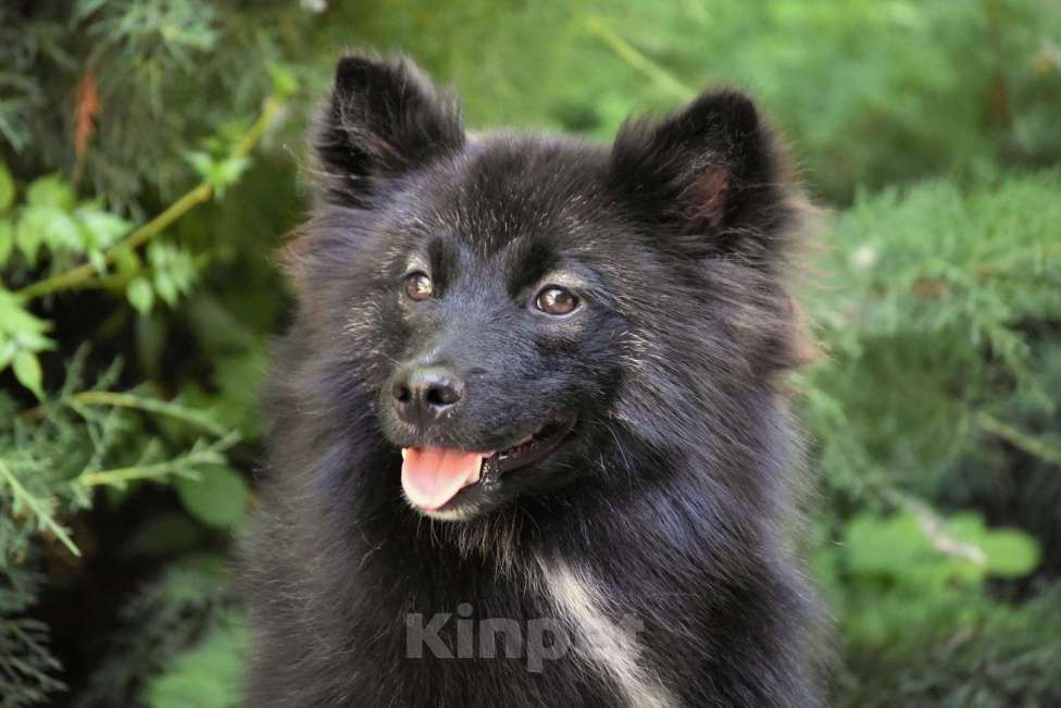 Собаки в Москве: Ненецкая оленегонная лайка. Кобель Черный принц. Мальчик, 60 000 руб. - фото 3