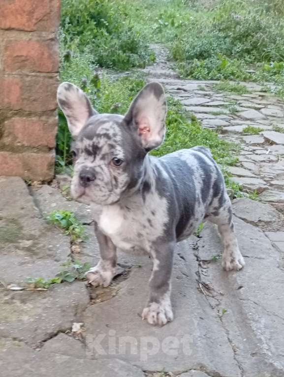 Собаки в Москве: Щенок Французский бульдог Продажа, бронь Разнополые, 55 000 руб. - фото 5