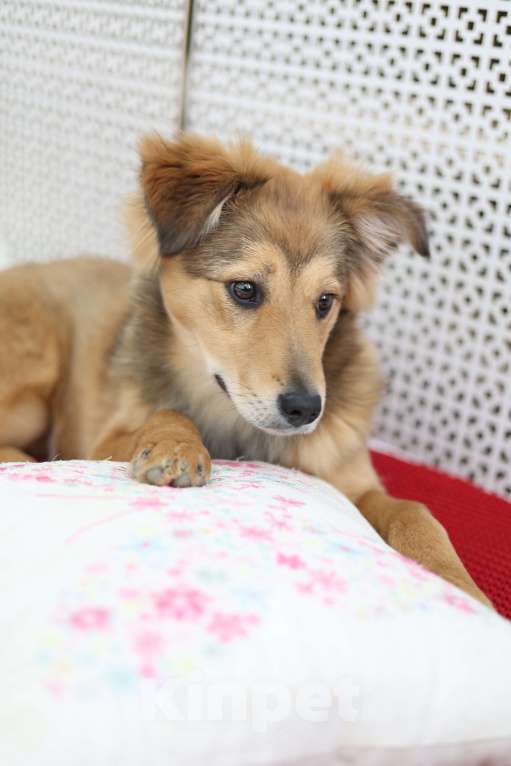 Собаки в Раменском: Эльза ищет дом Девочка, Бесплатно - фото 4