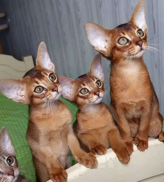 Кошки в Москве: Абиссинские котята Девочка, 70 000 руб. - фото 5