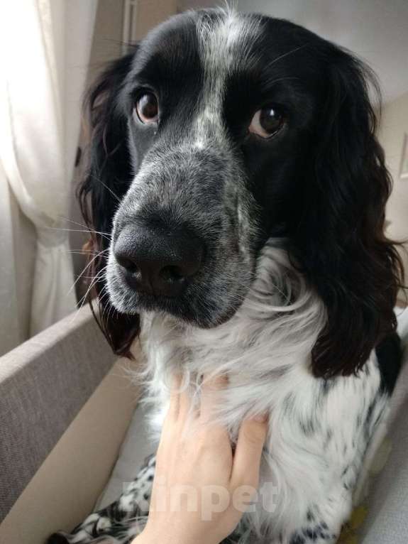 Собаки в Лосином-Петровском: Джек русский спаниель Мальчик, Бесплатно - фото 4