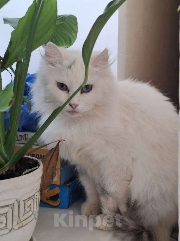 Кошки в Москве: Кошечка Эльза в добрые руки Девочка, Бесплатно - фото 2