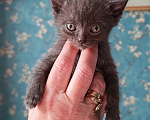 Кошки в Казани: Котята в добрые руки Разнополые, Бесплатно - фото 4