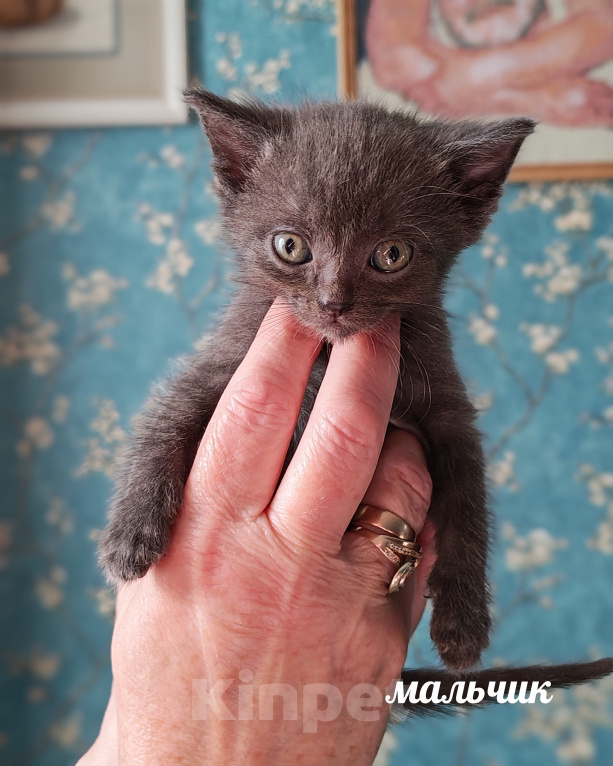 Кошки в Казани: Котята в добрые руки Разнополые, Бесплатно - фото 4