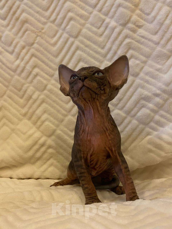 Кошки в Москве: Котёнок канадского сфинкса  Мальчик, 55 000 руб. - фото 2